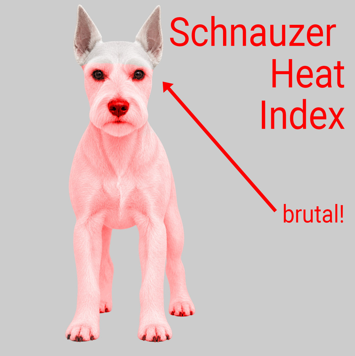 Schnauzer Heat Index-Brutal