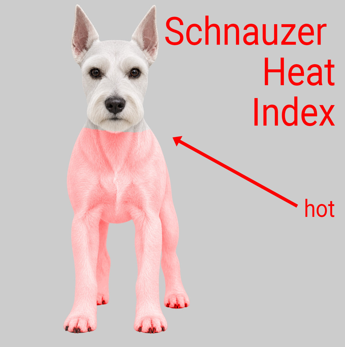 Schnauzer Heat Index-Hot
