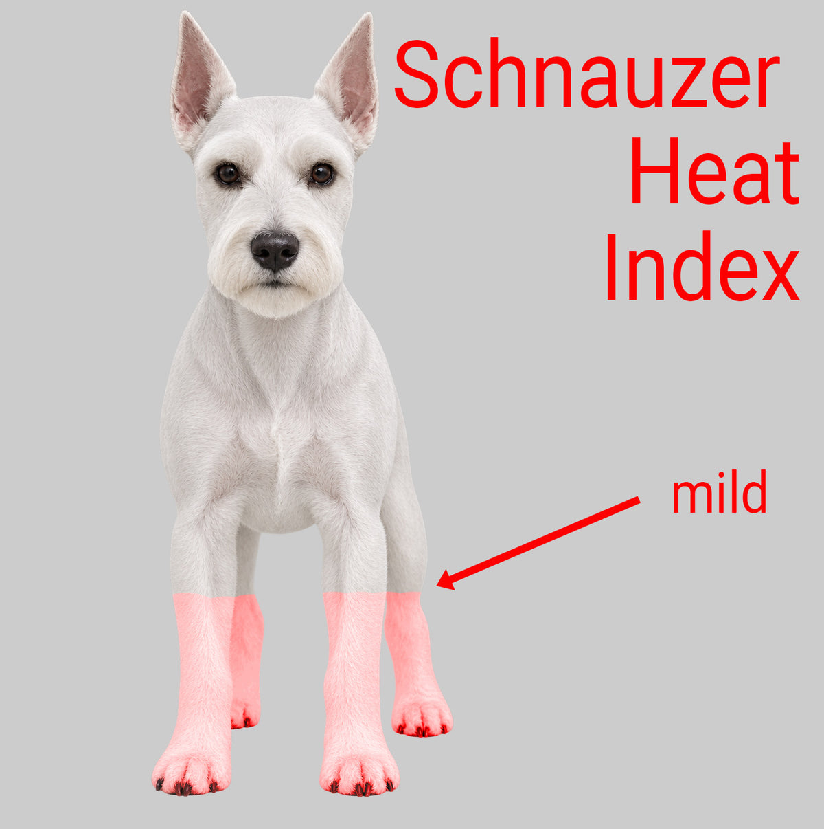 Schnauzer Heat Index-Mild